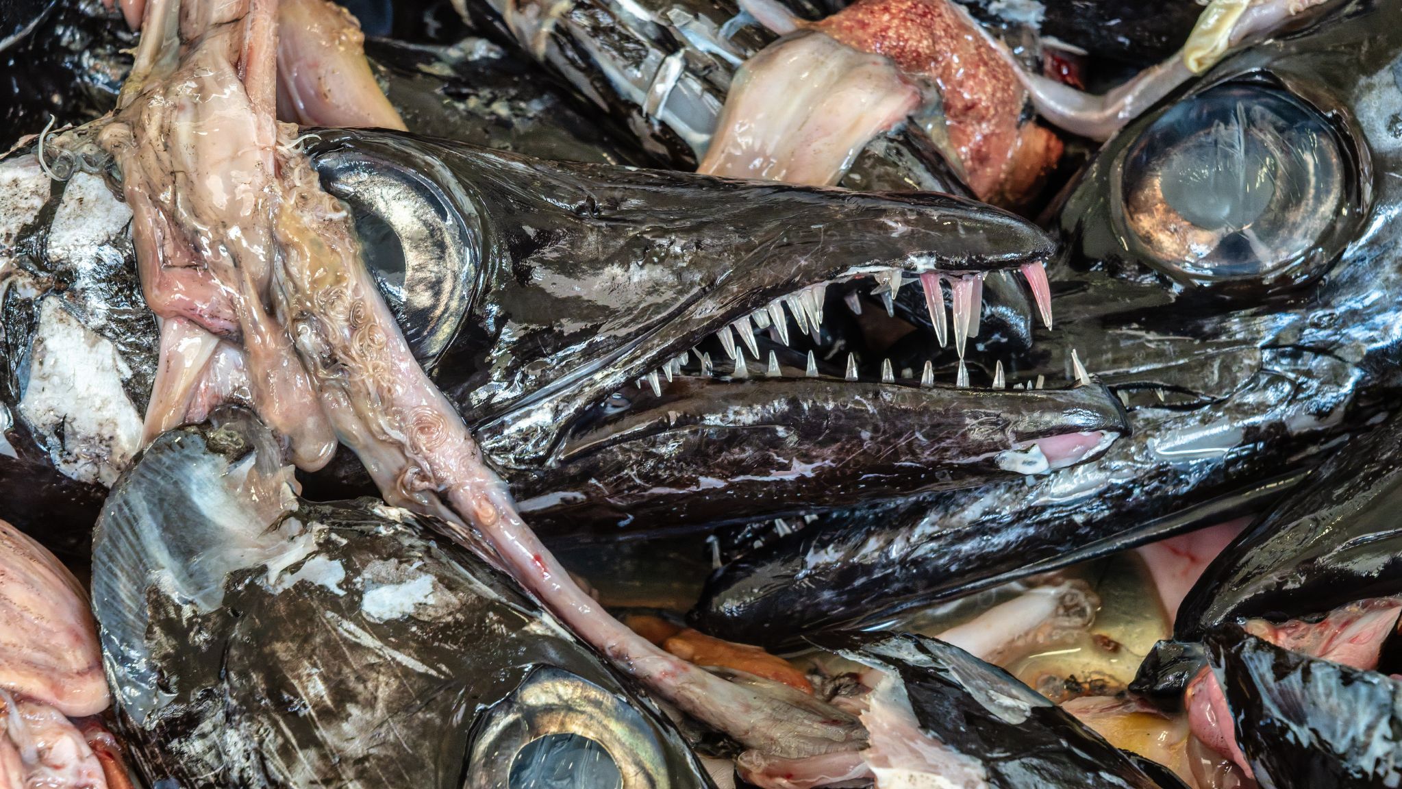 20250509 112550 Funchal   Mercado dos Lavradores